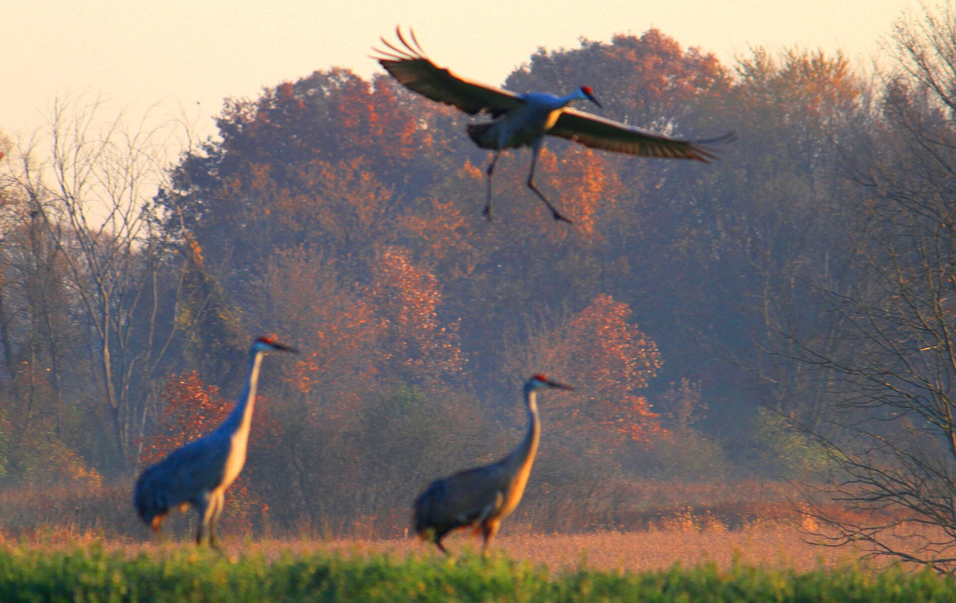 Sandhill crane on landing approach in Michigan.