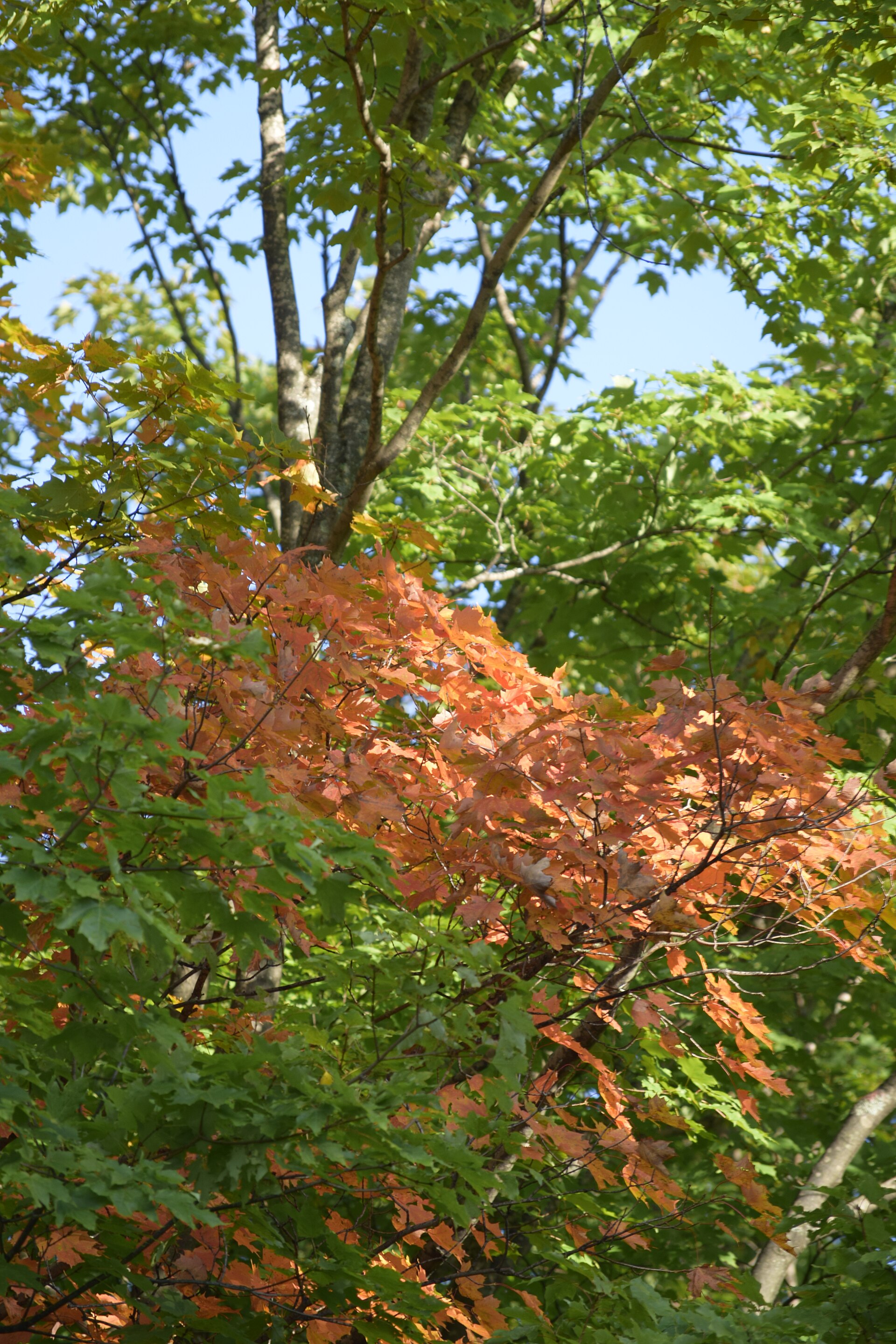 Fall Color Drives on Michigan's Sunrise Coast — River Road · October.